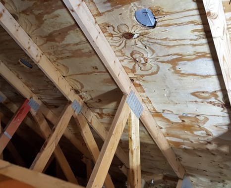Attic Mold After